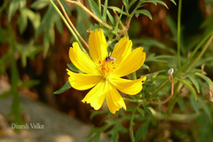 Cosmos sulphureus